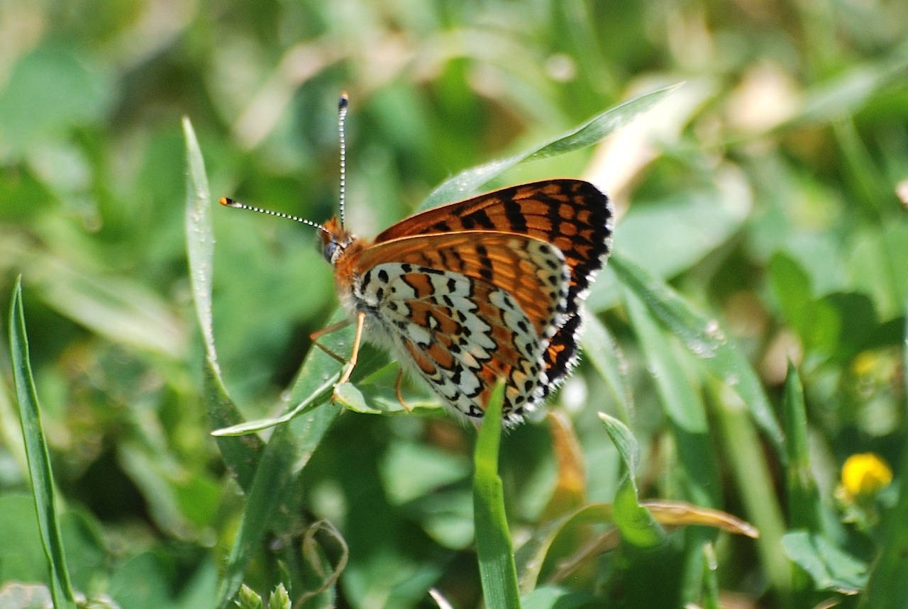 Melitaea ?